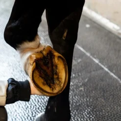 Huiles Pour Sabots*Alodis Care - Huile pour sabots Hoof Choc