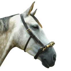 Sale - Caveçon Caveçons