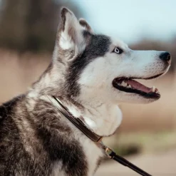 Clearance - Collier pour chien Fancy brun Colliers