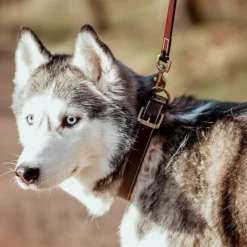 Online - Collier pour chien cuir Plat brun Colliers
