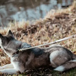 Laisses*Dyon - Laisse pour chien Ajustable Marron