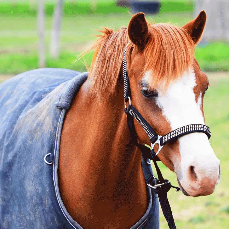 Couvertures Poneys*Equithème - Couverture d'extérieur Tyrex 600D /gris 0g Marine