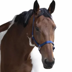 Hot - Licol en nylon bleu roi Licols En Nylon