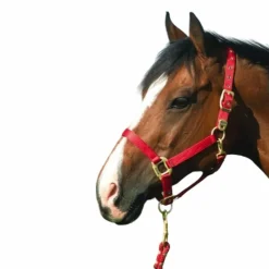 Licols En Nylon*Equithème - Licol en nylon rouge