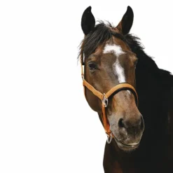 Outlet - Licol Nylon Jacquard Licols Poneys