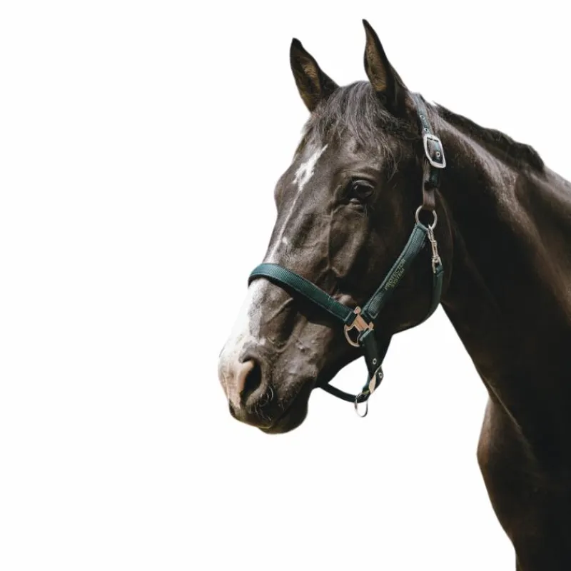 Clearance - Licol Nylon Protector Licols Poneys