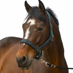 - Licol nylon Strass Licols Poneys