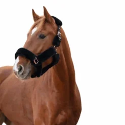 Online - Licol Teddy noir Licols Poneys