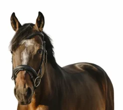 Bridons*Eric Thomas - Bridon bat Noir