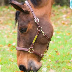 Élevage|Grooming*Eric Thomas - Licol cuir Grooming Havane