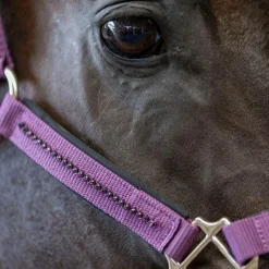 Licols Poneys|Ensembles Licols Et Longes*Harcour - Ensemble licol et longe Amour figue Violet