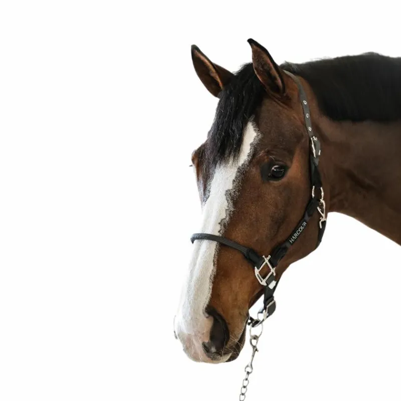 Licols Poneys*Harcour - Licol pour chevaux Honey foncé Gris