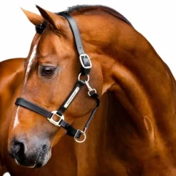 - Licol en cuir Signature Licols Poneys