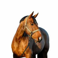 Licols Poneys|Ensembles Licols Et Longes*Horseware - Licol et longe Amigo bramble Vert