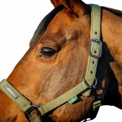 Licols Poneys|Ensembles Licols Et Longes*Horseware - Licol et longe Amigo bramble Vert