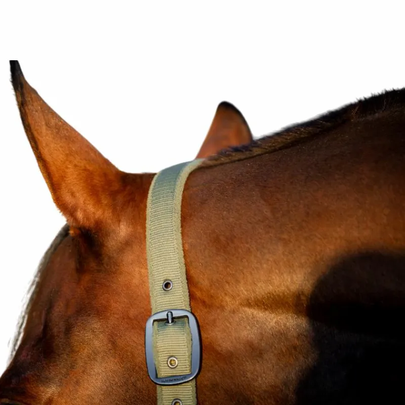 Licols Poneys|Ensembles Licols Et Longes*Horseware - Licol et longe Amigo bramble Vert