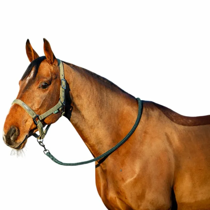 Licols Poneys|Ensembles Licols Et Longes*Horseware - Licol et longe Amigo bramble Vert
