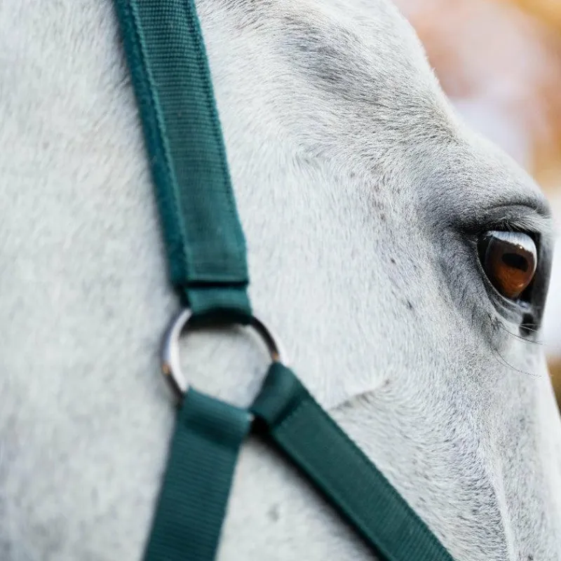 Ensembles Licols Et Longes*Horseware - Licol et longe dynasty green Vert