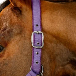 Licols Poneys|Ensembles Licols Et Longes*Horseware - Licol et longe Amigo winterberry Violet