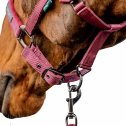 Licols Poneys|Ensembles Licols Et Longes*Horseware - Licol et longe Amigo mulberry Rouge