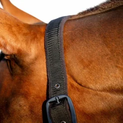 Hot - Licol et longe Amigo Licols Poneys|Ensembles Licols Et Longes