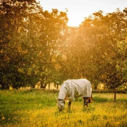 Best - Masque anti-mouches Newmarket witney charcoal Masques Anti-Mouches Poneys|Masques Anti-Mouches