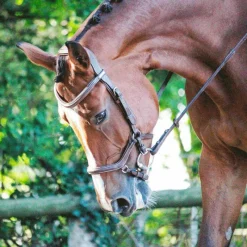 Online - Bridon One New York avec rênes Cso|Bridons