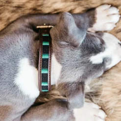 Colliers*Kentucky Dogwear - Collier pour chiens perles faites main Noir