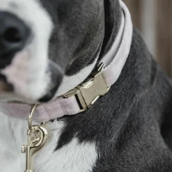 - Colliers pour chiens Velvet tendre Colliers