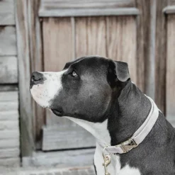 - Colliers pour chiens Velvet tendre Colliers