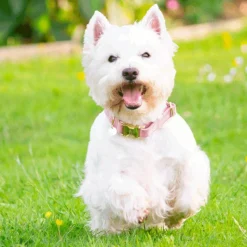 Colliers*Kentucky Dogwear - Colliers pour chiens Velvet Rose