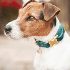 New - Colliers pour chiens Velvet Emeraude Colliers
