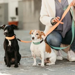 Outlet - Collier pour chien Jacquard terre cuite Colliers