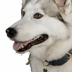 Colliers*Kentucky Dogwear - Collier pour chien vegan leather navy/beige Marine