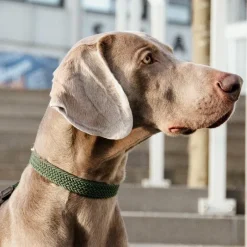 New - Colliers pour chiens olive Colliers