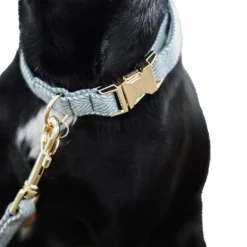 Colliers*Kentucky Dogwear - Collier pour chiens Wool clair Bleu