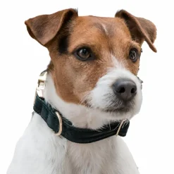 New - Colliers pour chiens Corduroy Colliers