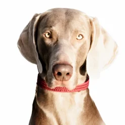 Colliers*Kentucky Dogwear - Colliers pour chiens Bordeaux