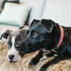 Hot - Collier pour chiens perles faites main Colliers