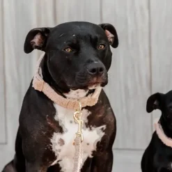 Colliers*Kentucky Dogwear - Collier pour chien Teddy Fleece Beige