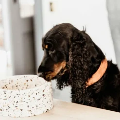 Colliers*Kentucky Dogwear - Colliers pour chiens Velvet Orange