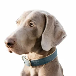 Best - Colliers pour chiens Velvet ciel Colliers