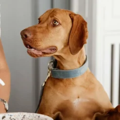 Best - Colliers pour chiens Velvet ciel Colliers