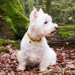 Colliers*Kentucky Dogwear - Colliers pour chiens Velvet Moutarde Jaune