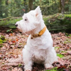 Colliers*Kentucky Dogwear - Colliers pour chiens Velvet Moutarde Jaune