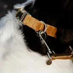 Colliers*Kentucky Dogwear - Colliers pour chiens Velvet Moutarde Jaune