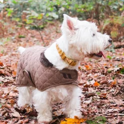 Colliers*Kentucky Dogwear - Colliers pour chiens Velvet Moutarde Jaune