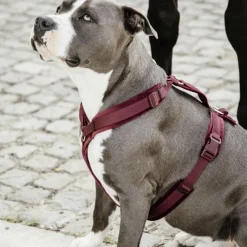 Discount - Harnais pour chien actif velours Harnais