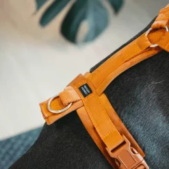 Sale - Harnais pour chien actif velvet orange Harnais