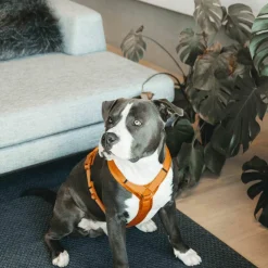 Sale - Harnais pour chien actif velvet orange Harnais